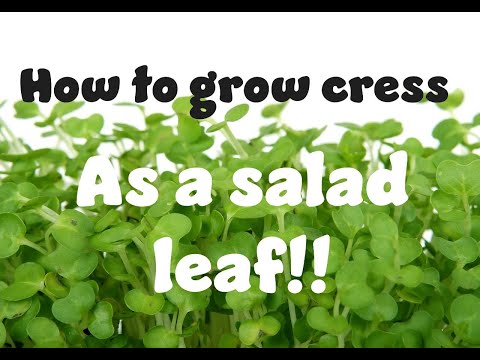 How to grow cress as a salad leaf Part 1