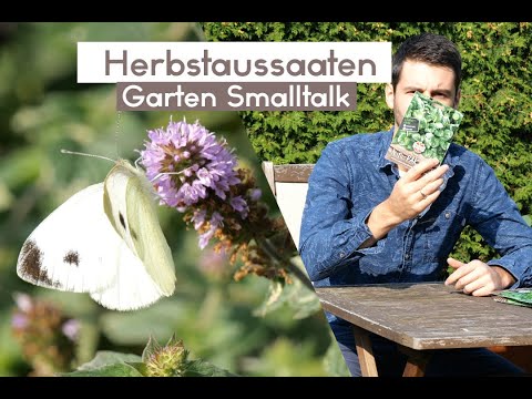 Herbstaussaat im September - Das könnt ihr jetzt noch anbauen!