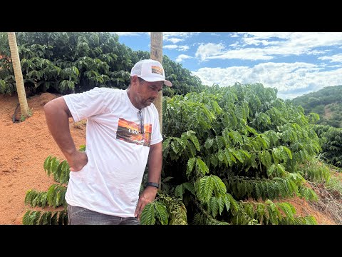 Está lavoura foi mau planejada agora vai ter que ranca metade dela 