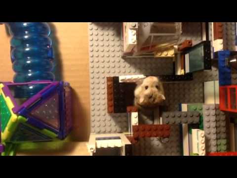 Hamster maze made out of Legos.EPIC, 2013