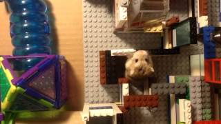 Hamster maze made out of Legos.EPIC, 2013