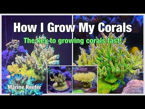The Key to Growing Corals Fast, how I grow my corals