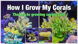 The Key to Growing Corals Fast, how I grow my corals