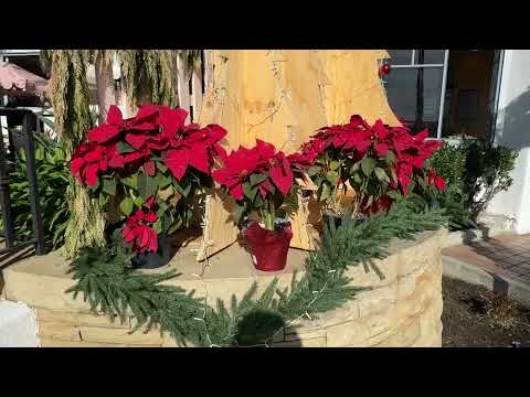 AIDA Weltreise 2025/26  VLOG 20  Santa Barbara (USA)