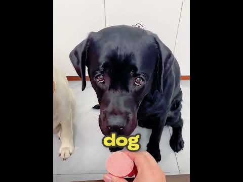 It breaks my heart—this black dog has suffered so