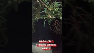 Download lagu Story WA cinta membawa derita. mp3
