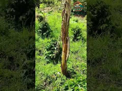 Café cultivado en socotá #campo #boyacacolombia #turismo