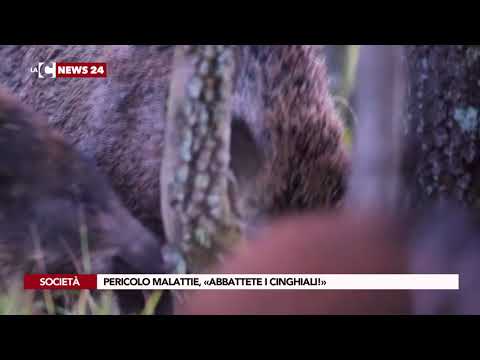 Pericolo malattie, «abbattete i cinghiali!»