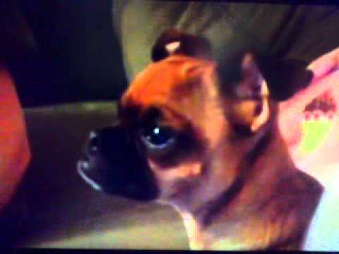 Perrito se pone triste viendo El Rey León