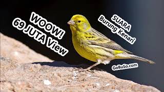 Download lagu Suara Kenari Mp3 - Download Suara Burung Kenari Lokal Full Isian Durasi Panjang Agar Cepat Gacor! mp3