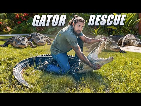 10ft ALLIGATOR Rescue/Handling!