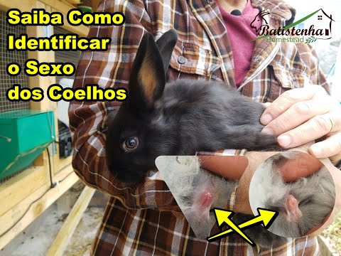 , title : 'Como Saber o Sexo dos Coelhos -Vamos Identificar? / How to Know the Sex of Rabbits - Let's Identify?'