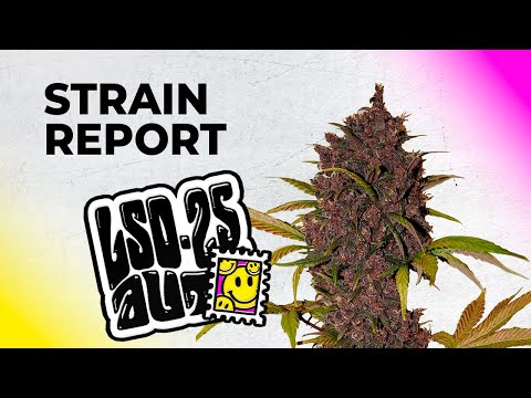 LSD-25 Auto | Strain Review | Fast Buds