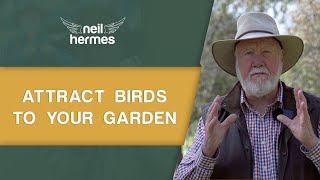 Five Tips on How to Attract Birds to Your Garden
