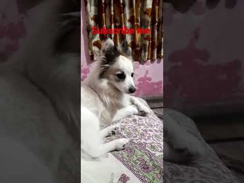 #shorts #shortvideo #viral #viralshorts #trending #youtubeshorts