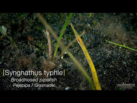 Syngnathus typhle