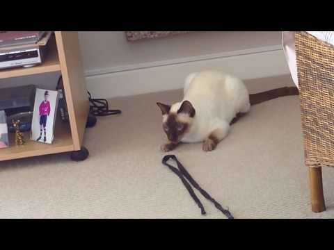 Pushkin the Chocolate Point Siamese cat still playing fetch!