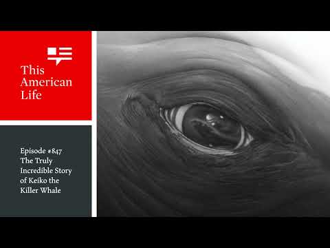 The Truly Incredible Story of Keiko the Killer Whale | This American Life | Episode 847