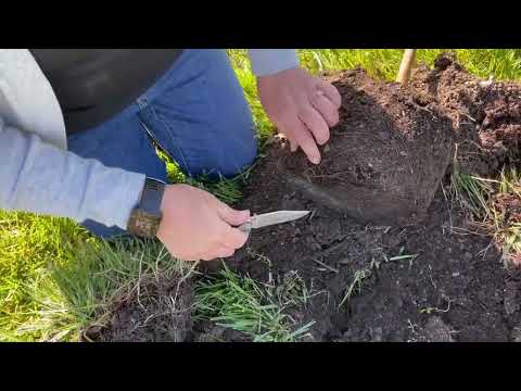 Mdc Tree Seedlings