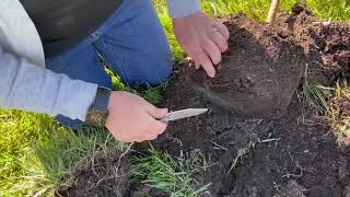 Habitat Hints: Tree Planting