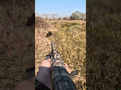 Fusil qui explose sur un tir de sanglier