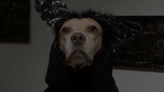 preview picture of video 'Beagle Barnie zieht los für Halloween'