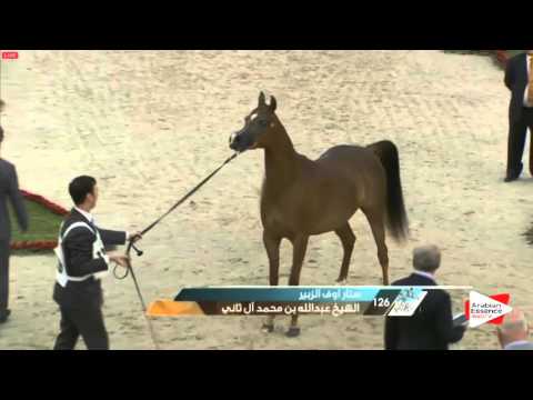 N.126 STAR OF AL ZOBAIR - Sharjah 2016 - 4-6 years old Mares (Class 7)