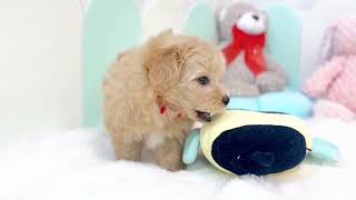 ハーフ犬の動画01