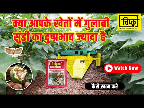Funnel trap pink bollworm pbw lure pheromone trap pectinopho...
