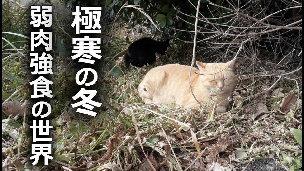 【極寒の冬】野良猫の弱肉強食の世界を見た結果…