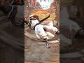 Street Fighter 6 Rashid Win Pose Shorts Youtubeshorts Short Streetfighter6