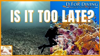Caribbean Reefs: How Divers Are Helping Recovery Efforts