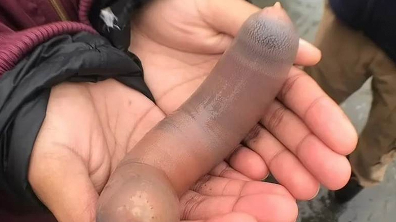 10 BIZARRE Creatures You Won't Believe Exist