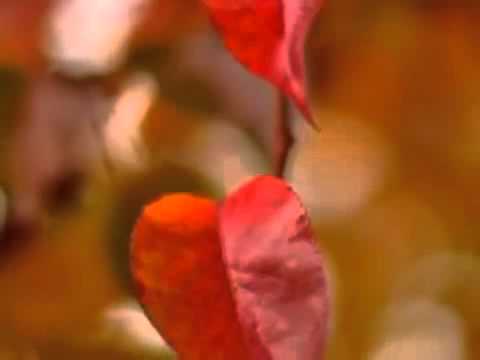 Daniel-Dumitru Darie - Va fi...