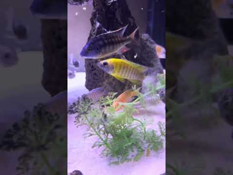 EMS RADIO REPORT MrOzztin