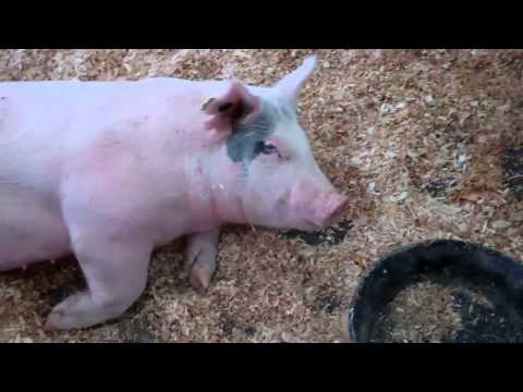 Pig barn --- Orange County Fair 2011