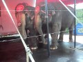 Coney Island Circus Elephants