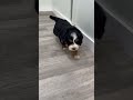 Mini Bernedoodle dogs for sale: Harper - Video 1