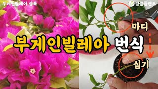 부게인빌레아 번식(삽목) 방법 