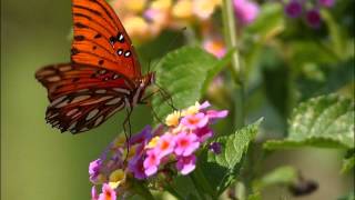 Can't Bring Me Down- Megan Joy