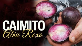 Miniatura do vídeo