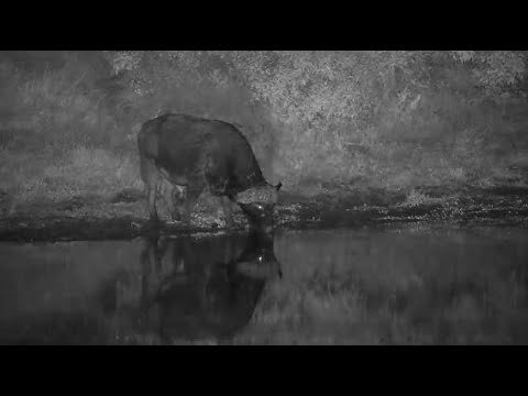 Djuma: Lone Buffalo comes for short drink - 19:51 - 05/04/20