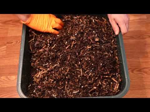 Worm Wednesday Feeding Vermihut 13th feeding