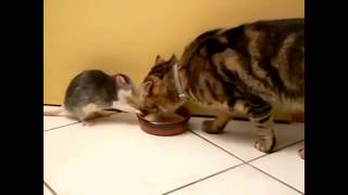 Itchy and Scratchy Real Life