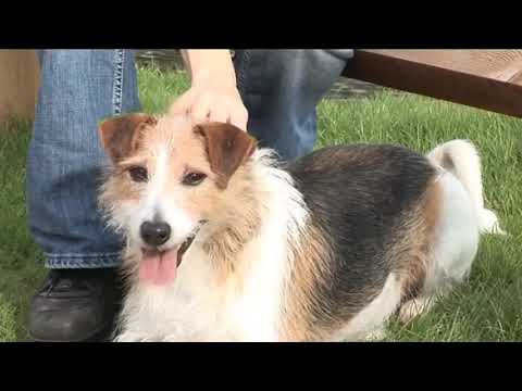 YTP Tennis Round 1 vs Everyone: Sarah Jane does doggy at Dogs Trust (rules below)