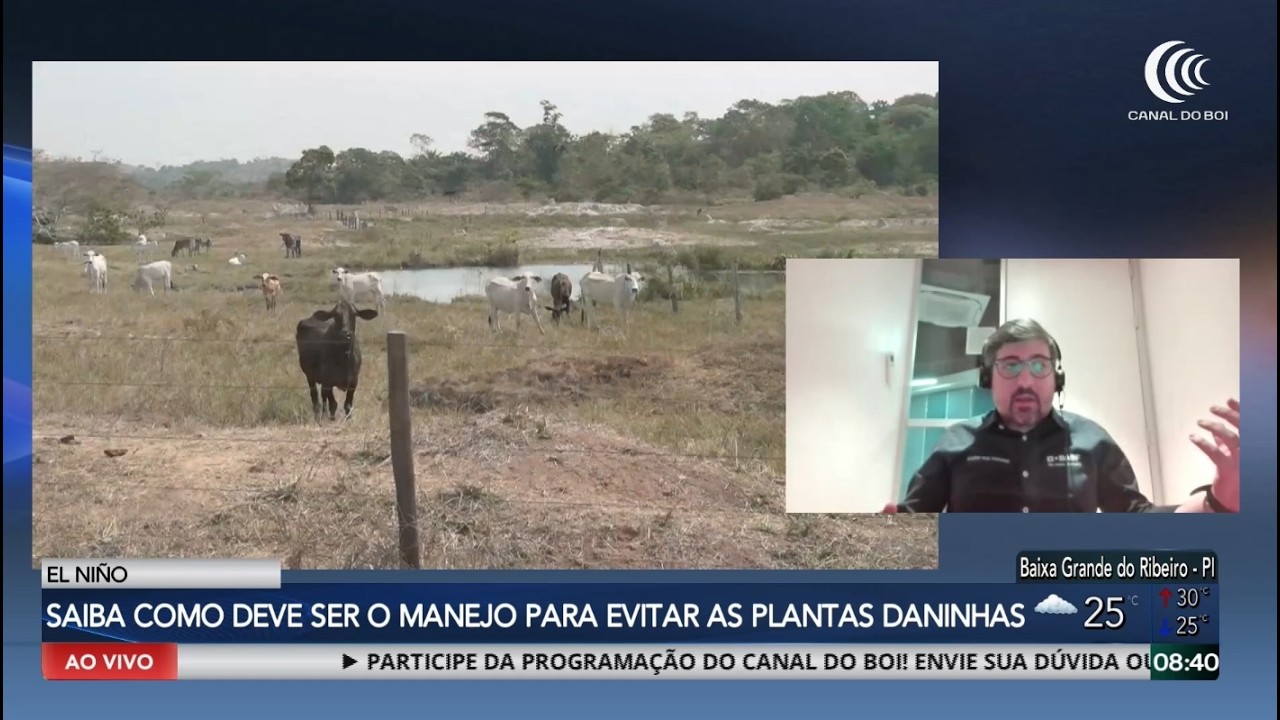 Entenda como deve ser o manejo para evitar a incidência de plantas daninhas causado pelo El Niño