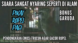 Download lagu Pancingan trucukan ropel panjang pagi alarm subuh agar trucuk malas cepat bunyi mp3
