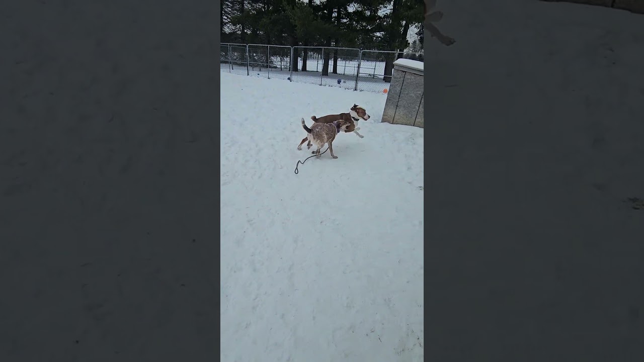 Enlarge Eve - Sponsored Fee, a ADOPTABLE mixed breed in Lapeer, MI video 6/6