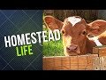 Homestead Life: Guernsey cows, Milking Time, New Additions!