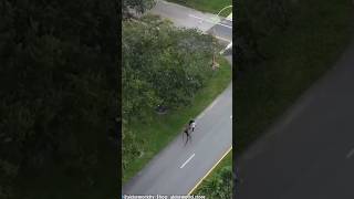 THE LOCUST EATS SOMEONE CAUGHT ON DRONE #thelocust #drnowhere #boiledone